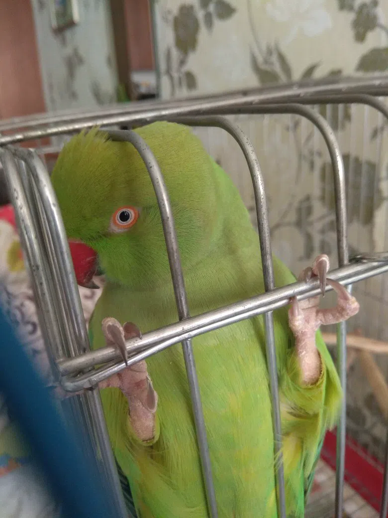 Close-up of the 17-year-old female Indian ringneck parakeet perched inside her cage