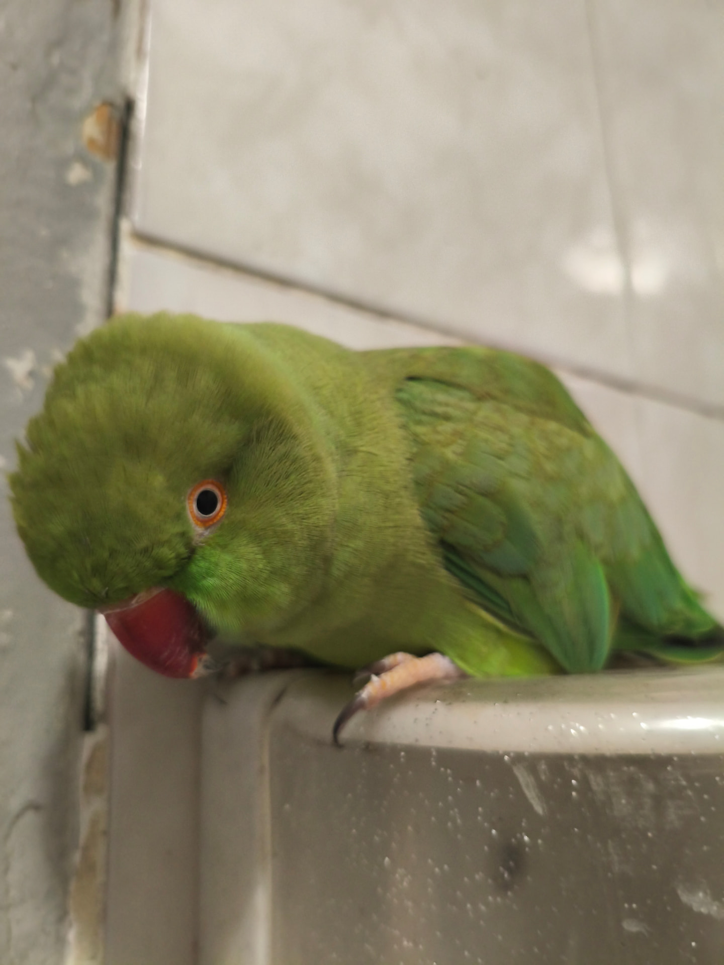 The parakeet resting low on the edge of a basin, head tilted down